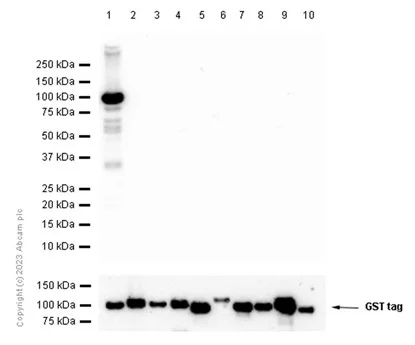 Western blot - Recombinant human PKC delta protein (GST tag N-Terminus) (AB60844)