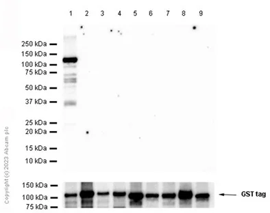 Western blot - Recombinant human PKC delta protein (GST tag N-Terminus) (AB60844)