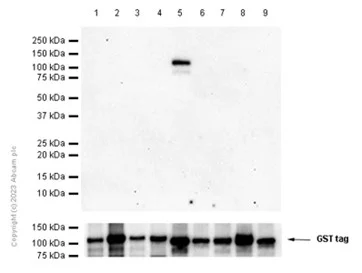 Western blot - Recombinant human PKC delta protein (GST tag N-Terminus) (AB60844)