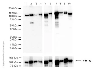 Western blot - Recombinant human PKC delta protein (GST tag N-Terminus) (AB60844)