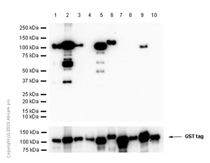 Western blot - Recombinant human PKC delta protein (GST tag N-Terminus) (AB60844)