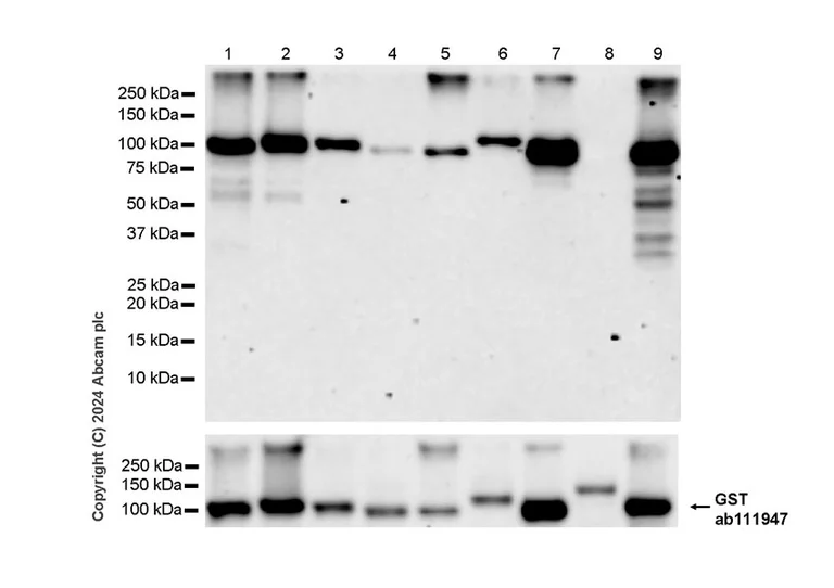 Western blot - Recombinant human PKC delta protein (GST tag N-Terminus) (AB60844)