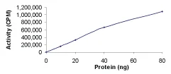 Functional Studies - Recombinant human PKC epsilon protein (AB60847)