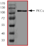 SDS-PAGE - Recombinant human PKC epsilon protein (ab60847), expandable thumbnail
