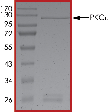 SDS-PAGE - Recombinant human PKC epsilon protein (AB60847), expandable thumbnail