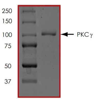 SDS-PAGE - Recombinant human PKC gamma protein (AB60842)