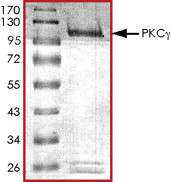 SDS-PAGE - Recombinant human PKC gamma protein (AB60842)