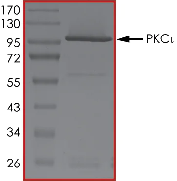 SDS-PAGE - Recombinant human PKC iota protein (AB60850)