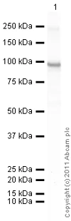 Western blot - Recombinant human PKC iota protein (AB60850)