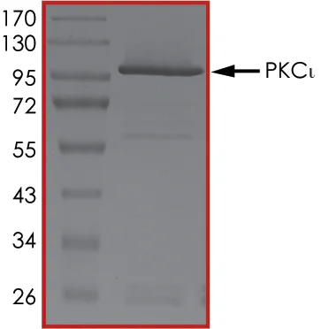 SDS-PAGE - Recombinant human PKC iota protein (GST tag N-Terminus) (AB60850)