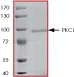SDS-PAGE - Recombinant human PKC iota protein (GST tag N-Terminus) (AB60850)