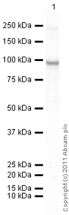 Western blot - Recombinant human PKC iota protein (GST tag N-Terminus) (AB60850)
