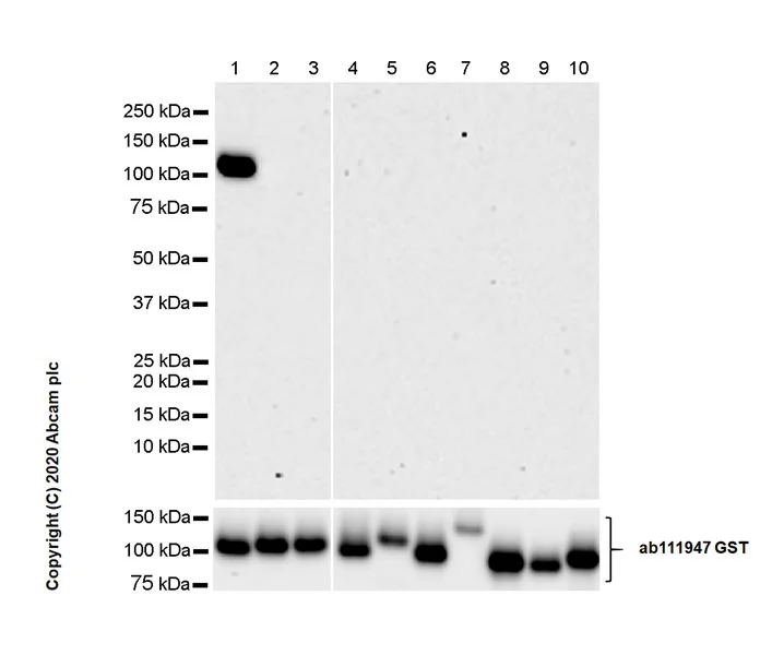 Western blot - Recombinant human PKC iota protein (GST tag N-Terminus) (AB60850)