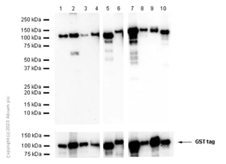 Western blot - Recombinant human PKC iota protein (GST tag N-Terminus) (AB60850)