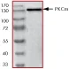 SDS-PAGE - Recombinant human PKC mu/PKD protein (AB60873)