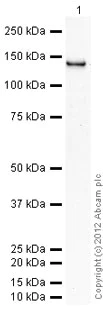 Western blot - Recombinant human PKC mu/PKD protein (AB60873)