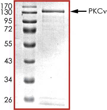 SDS-PAGE - Recombinant human PKC nu/PRKD3 protein (GST tag N-Terminus) (AB60874)
