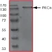 SDS-PAGE - Recombinant human PKC nu/PRKD3 protein (GST tag N-Terminus) (AB60874)