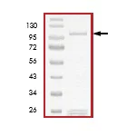 SDS-PAGE - Recombinant human PKC theta/PRKCQ protein (AB56641)
