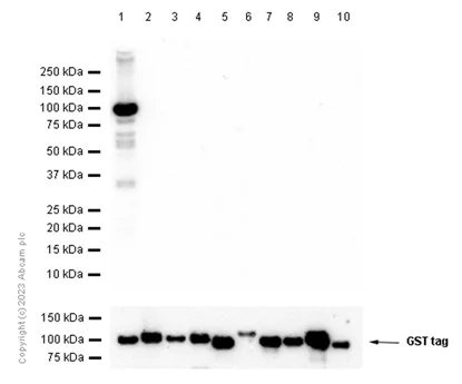 Western blot - Recombinant human PKC theta/PRKCQ protein (AB56641)