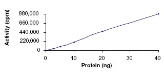 Functional Studies - Recombinant human PKC theta/PRKCQ protein (GST tag N-Terminus) (AB56641)