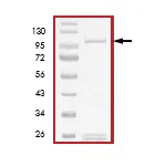 SDS-PAGE - Recombinant human PKC theta/PRKCQ protein (GST tag N-Terminus) (AB56641)