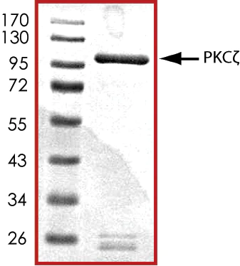 SDS-PAGE - Recombinant human PKC zeta protein (AB60848)