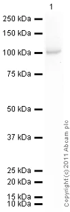 Western blot - Recombinant human PKC zeta protein (AB60848)
