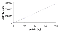 Functional Studies - Recombinant human PKC zeta protein (GST tag N-Terminus) (AB60848)