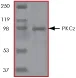SDS-PAGE - Recombinant human PKC zeta protein (GST tag N-Terminus) (AB60848)