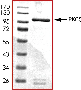 SDS-PAGE - Recombinant human PKC zeta protein (GST tag N-Terminus) (AB60848)