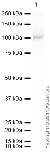 Western blot - Recombinant human PKC zeta protein (GST tag N-Terminus) (AB60848)