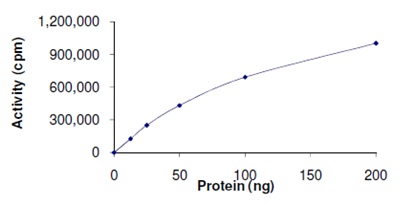 Recombinant human PKD2 (mutated G870E) protein