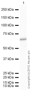 Recombinant human PKM2 protein (Active)