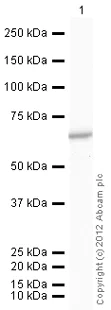 Western blot - Recombinant human PKM2 protein (Active) (His tag N-Terminus) (AB89364)