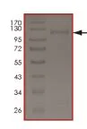 SDS-PAGE - Recombinant human PKN1 protein (AB207102)