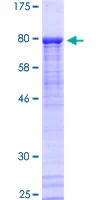 SDS-PAGE - Recombinant Human PKNOX2 protein (GST tag N-Terminus) (AB163746)