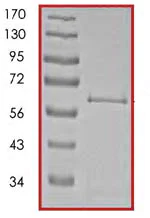 SDS-PAGE - Recombinant human PKR protein (AB85838)