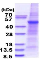 SDS-PAGE - Recombinant Human PLA1A/NMD protein (denatured) (His tag N-Terminus) (AB180288)