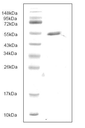 SDS-PAGE - Recombinant Human PLA2G7 protein (AB166875), expandable thumbnail