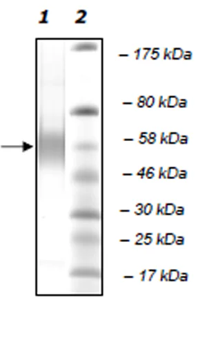 SDS-PAGE - Recombinant human PLA2G7 protein (Active) (His tag C-Terminus) (AB271715)