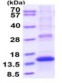 SDS-PAGE - Recombinant Human PLAC8 protein (denatured) (His tag N-Terminus) (AB171501)