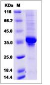 SDS-PAGE - Recombinant Human PLAC9 protein (Fc Chimera) (AB276606), expandable thumbnail