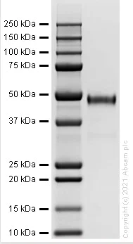 SDS-PAGE - Recombinant Human PLAU Protein (Active) (AB282403)