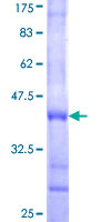 Recombinant Human PLC-delta-3 protein