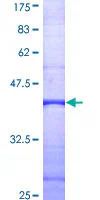 SDS-PAGE - Recombinant Human PLCD4 protein (GST tag N-Terminus) (AB164663)