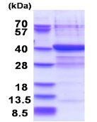 SDS-PAGE - Recombinant Human PLCXD3 protein (AB181907)