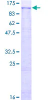 SDS-PAGE - Recombinant Human PLD2 protein (GST tag N-Terminus) (AB159137)