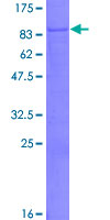 SDS-PAGE - Recombinant Human PLEKHO2 protein (GST tag N-Terminus) (AB164244)