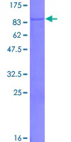 SDS-PAGE - Recombinant Human PLEKHO2 protein (GST tag N-Terminus) (AB164244)